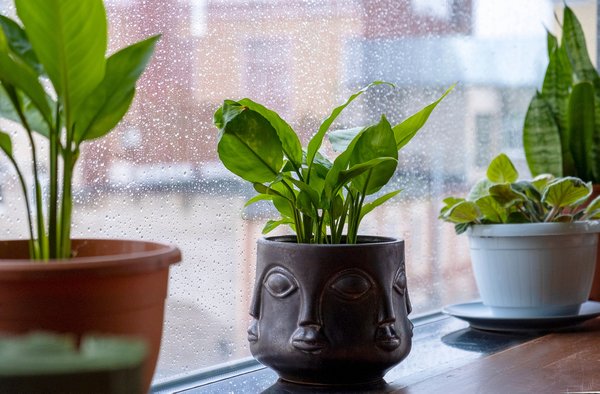 Idées de décoration avec des plantes d'intérieur