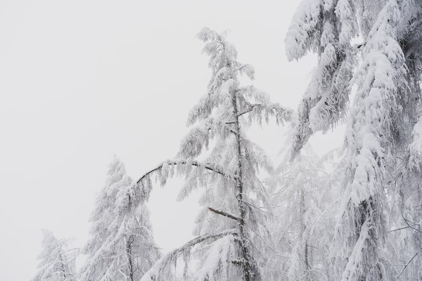 La révolution glacée: tempête au Canada, origines et impact sur Montréal