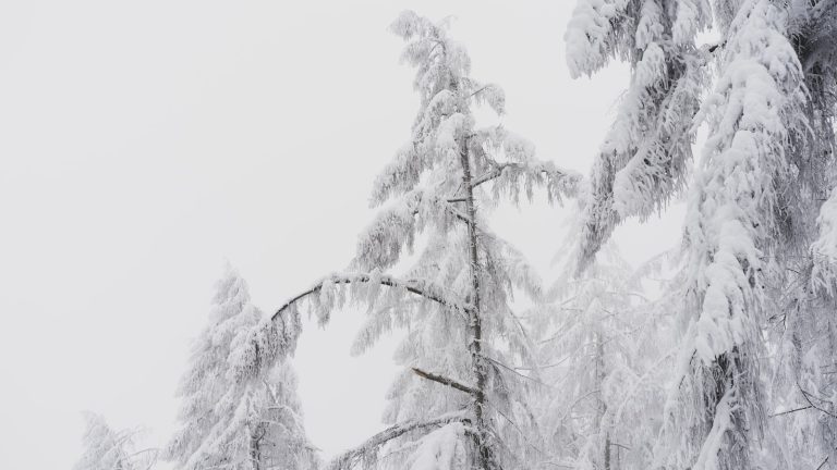 snow covered pine trees during daytime